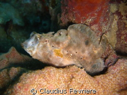 Frog Fish by Claudius Fevriere 